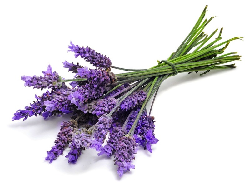 Full-lavender-1