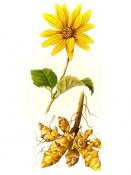 Slnecnica-hluznata-1196_jpg_290x600_q85_2 Slnecnica-hluznata-1196_jpg_290x600_q85_2
